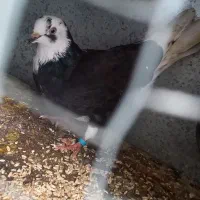 دوعدد کبوتر