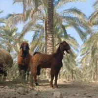 کهره نر|حیوانات مزرعه|آبپخش, |دیوار