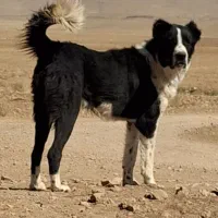 سگ گله ای گمشده