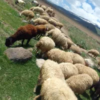۵۷۰۰۰۰۰۰۰|حیوانات مزرعه|نیر (اردبیل), |دیوار
