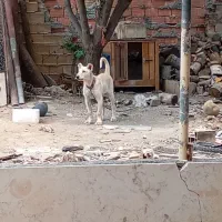 سگ سراب