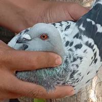 کبوتر ماده شامی شرتی|پرنده|شوشتر, |دیوار