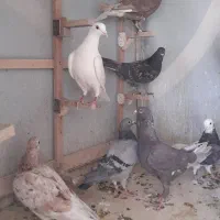 تعدادی پلاکی شهری بهبونی|پرنده|شیراز, تندگویان|دیوار