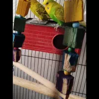 مرغ عشق انگلیسی