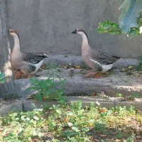 قو غاز ماده و جوان