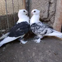 کبوتر بلژیکی سیلور فروشی|پرنده|بابل, |دیوار