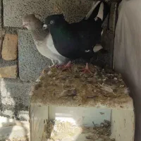 یک جفت کفتر