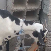 حیوانات مزرعه|حیوانات مزرعه|بندر کنگان, |دیوار