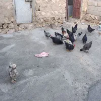 مرغ   گپی ریشو کاکلی|حیوانات مزرعه|زاگرس, |دیوار