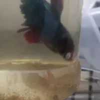 ماهی فایتر قیمت مناسب|ماهی|بن, |دیوار