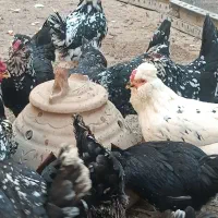 تخم مرغ گلین فول|حیوانات مزرعه|فلاورجان, |دیوار