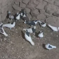 کفتر یا کبوتر