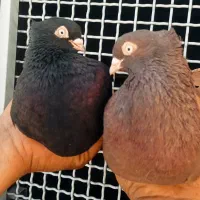 فروش چند جفت کبوتر کار درست