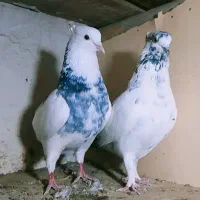 کبوتر عطیقه