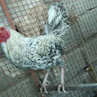 خروس محلی اصل معاوضه با ps2|حیوانات مزرعه|خاش, |دیوار