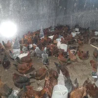 مرغ تخم گذار محلی