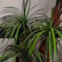 نخل مصنوعی شیک|گل مصنوعی|تربت جام, معدآباد|دیوار