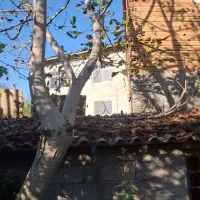 اصلاح درخت و قطع  کردن درخت خشک|خدمات باغبانی و درختکاری|ساری, |دیوار