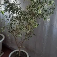 تعدادی گل وگیاه آپارتمانی بسیار زیبا و بزرگ