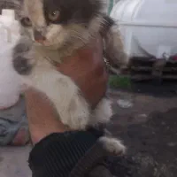 ۶ تا بچه گربه ناز و ملوس بازیگوش|گربه|کهریزک, |دیوار