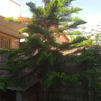 کاج مطبخ ۱۰ طبقه