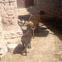 میش بره|حیوانات مزرعه|رادکان, |دیوار