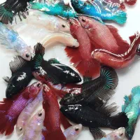 ماهی فایتر همه رنگ