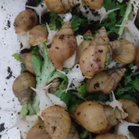 حلزون برای زیبایی پوست