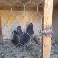 دوتا نر قلدر پرش بالا با قفس جفت کن|پرنده|دره شهر, |دیوار