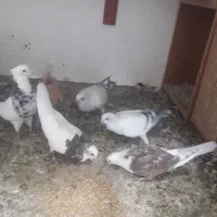 زردوشامی|پرنده|سبزوار, قصبه شرقی|دیوار