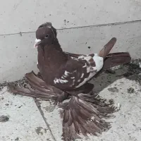 کبوتر پرنده|پرنده|تبریز, |دیوار