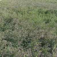 یونجه بیده سبزبدون سایه پرگل بدون ذره ای علف|لوازم جانبی حیوانات|بجنورد, |دیوار