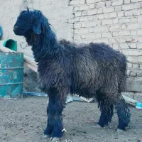 بره ماده داشتی بره قوچ شیشک میش بز|حیوانات مزرعه|مرودشت, فیروزی|دیوار