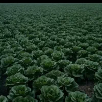 استخدام کارگر