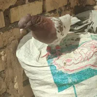 کله سرخ|پرنده|تربت جام, جامرود|دیوار