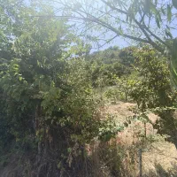 300متر-سند-تک-برگ-مسکونی
