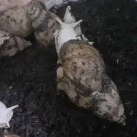 حلزون آلبینو