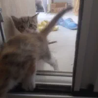 گربه