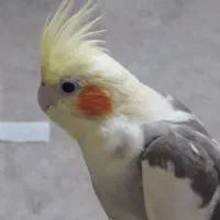 عروس هلندی ماده آرام دوستداشتنی که اسمش آرام|پرنده|فومن, |دیوار