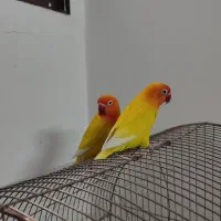 جفت طوطی کوتوله فیشر طلایی|پرنده|مشهد, شهید فرامرز عباسی|دیوار