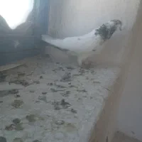 5 عدد کبوتر پرشی ساعت بالا