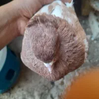 کبوتر سینه ای|پرنده|کوه چنار, |دیوار