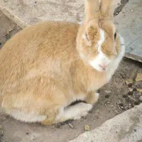 خرگوش ماده|موش و خرگوش|کرمان, |دیوار