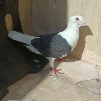 کفتر