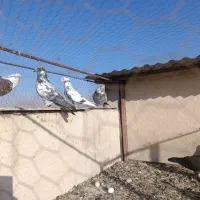 کفتر تهرانی|پرنده|محمدیه-قزوین, |دیوار