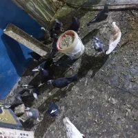 کفتر شهرستانی|پرنده|فشاپویه, |دیوار