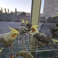 انواع عروس هلندی دستی رام جفت سخنگو