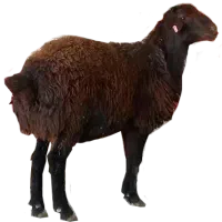 بره نر پروار