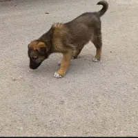 توله