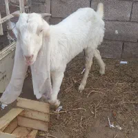 بز پاکستانی